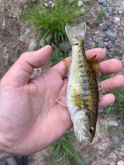 Micropterus coosae