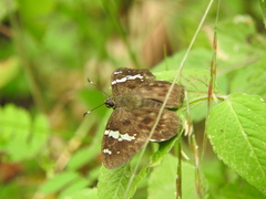 Celaenorrhinus stallingsi