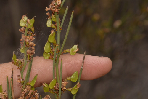 Daviesia nematophylla, 2023-10-21