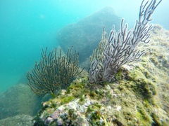 Leptogorgia