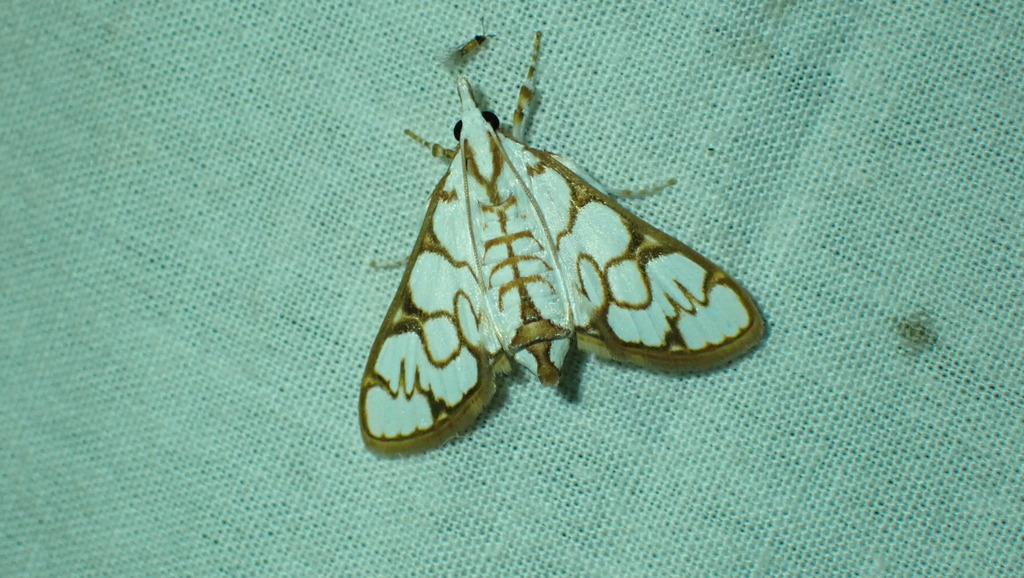 Cirrhochrista griveaudalis