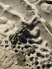 Hemigrapsus sanguineus