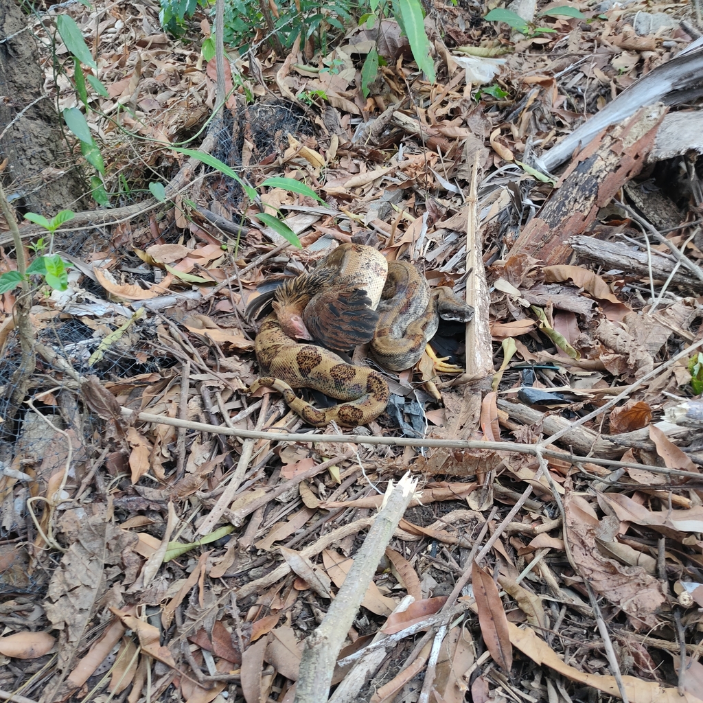 Mazacuata