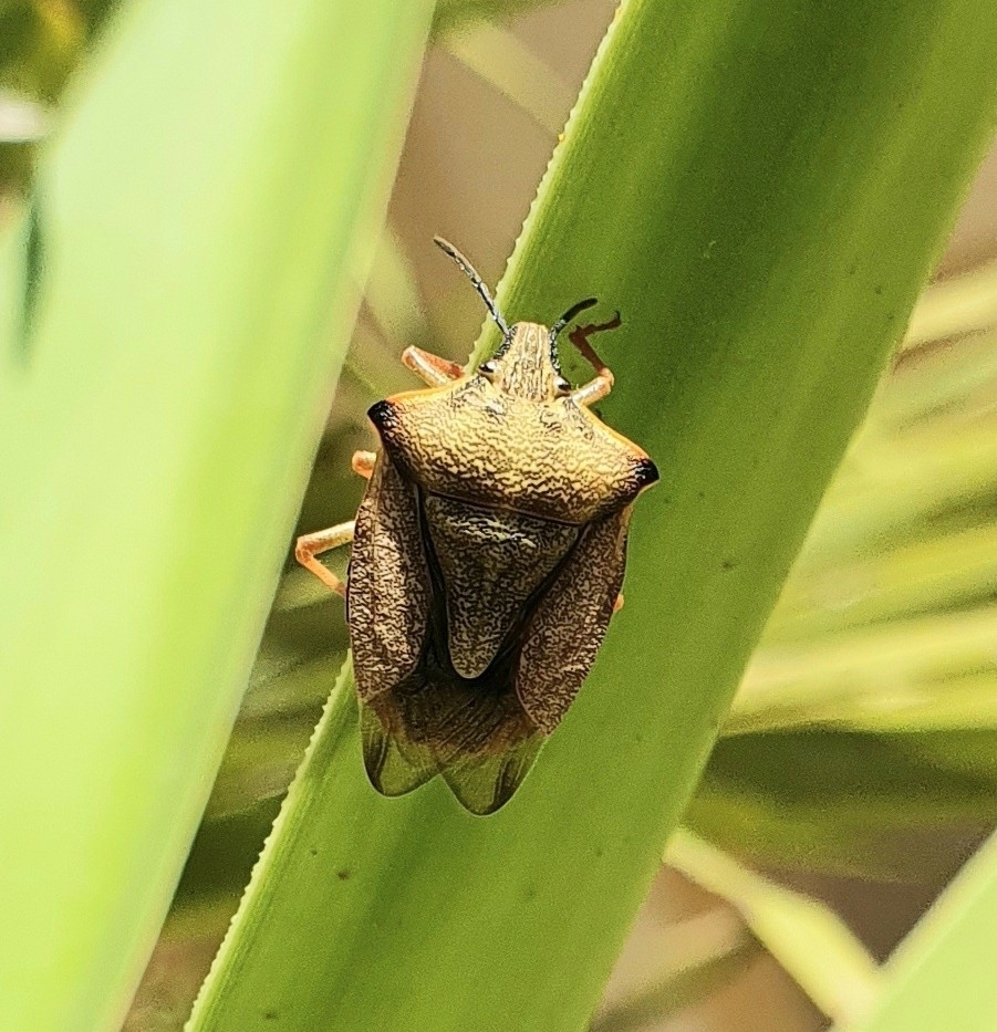 Red Shield Bug