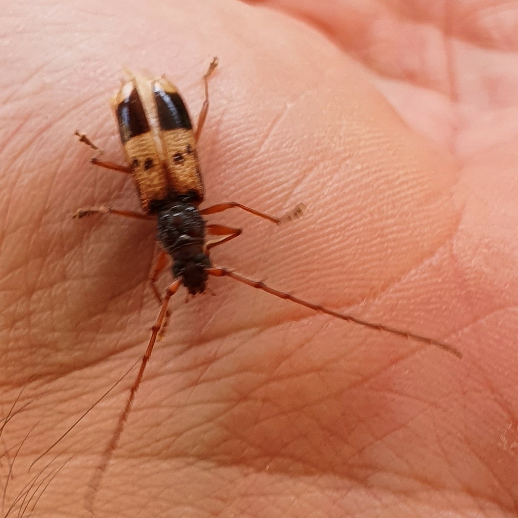 Lesser Eucalyptus Longhorn Beetle