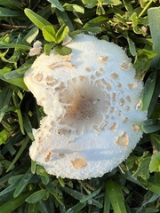 Chlorophyllum molybdites image