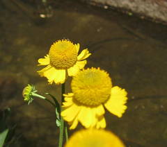 Helenium bigelovii
