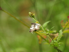 Chiomara georgina georgina