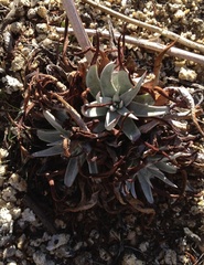 Dudleya saxosa