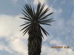 Yucca decipiens