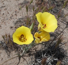 Calochortus aureus