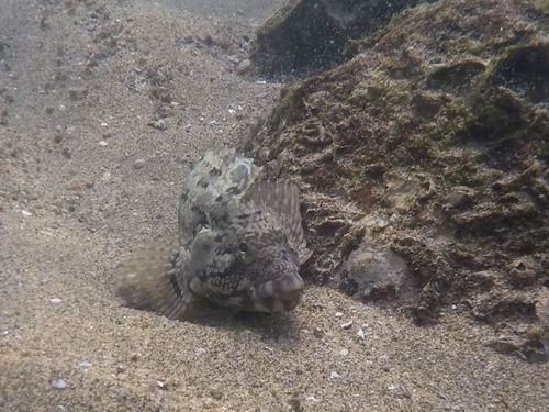 Labrisomus xanti