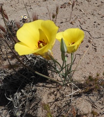 Calochortus aureus