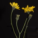 Hieracium calcareum - Photo (c) Giovanni Perico, some rights reserved (CC BY-NC), uploaded by Giovanni Perico