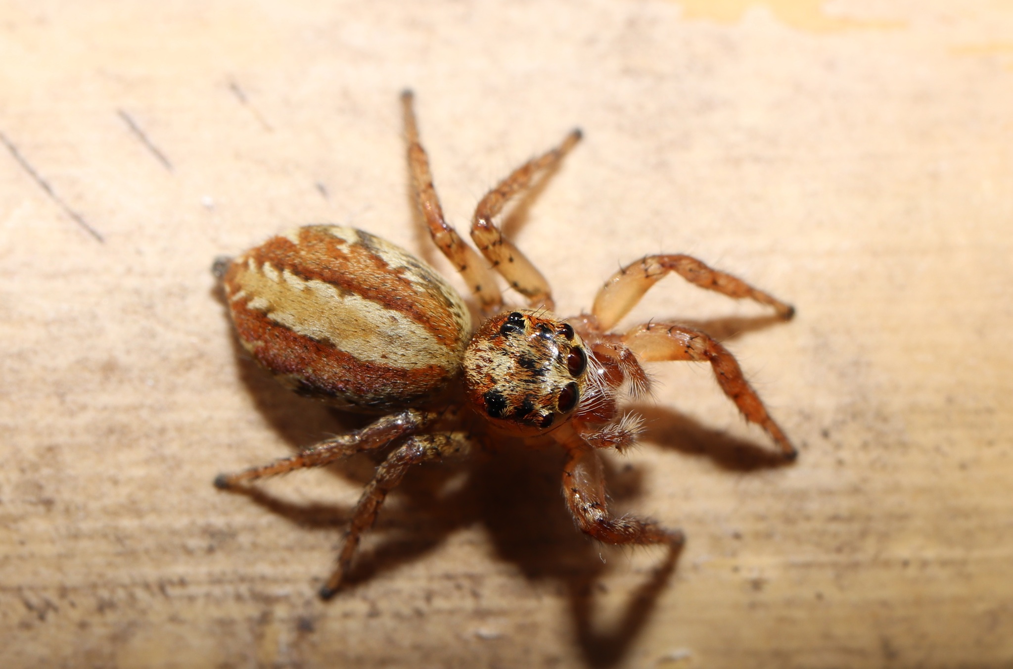 Plexippoides doenitzi