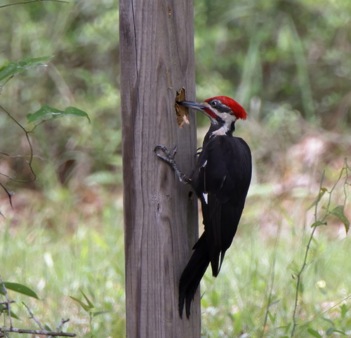 Pileated Woodpecker photographed in Mississippi