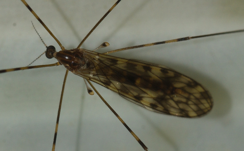 Sixspot Cranefly