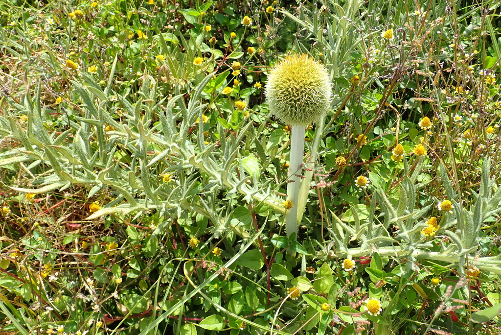 Echinops hispidus