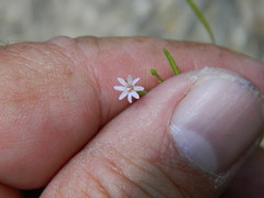 Epilobium minutum