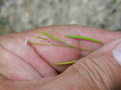 Epilobium minutum