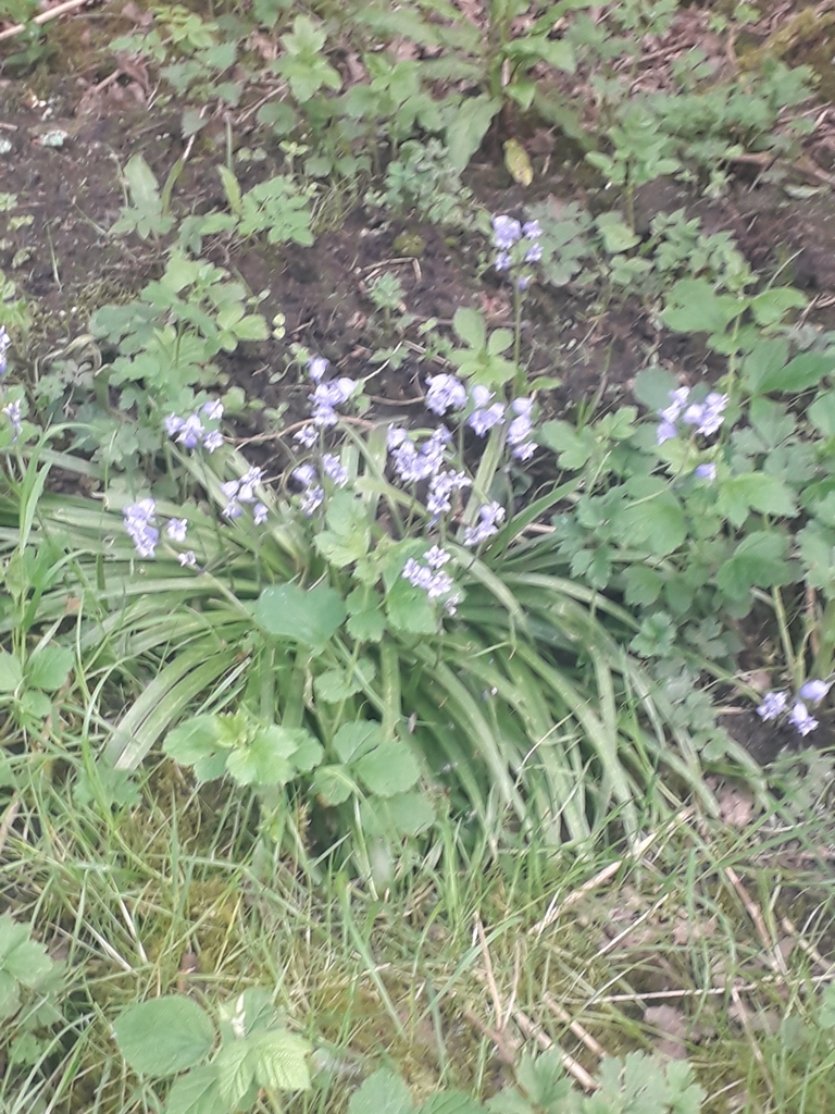 Bluebells from Culcheth, Warrington WA3 5AW, UK on May 6,