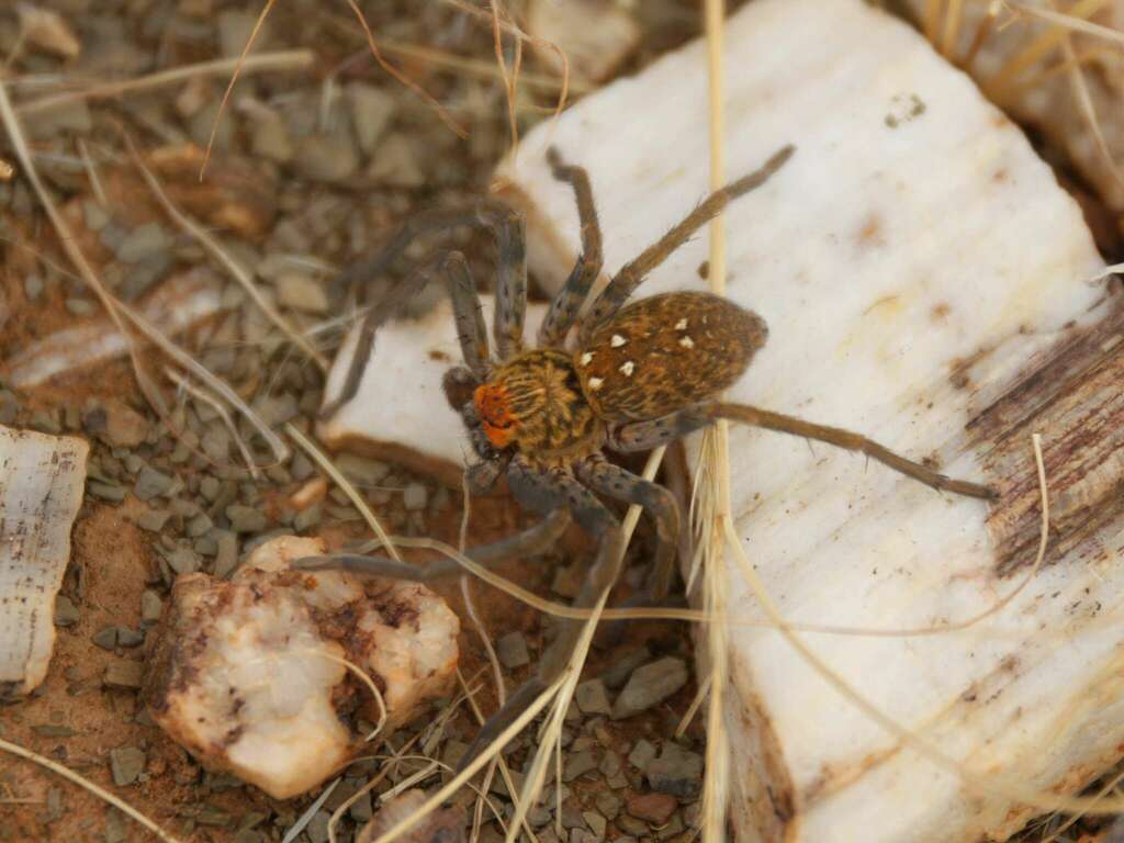Palystella namaquensis