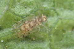 Ectopsocus californicus