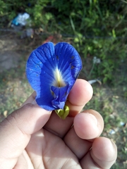 Clitoria ternatea