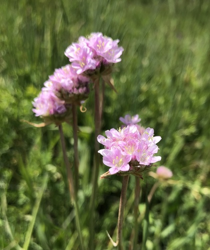 Armeria arenaria, photograph 5