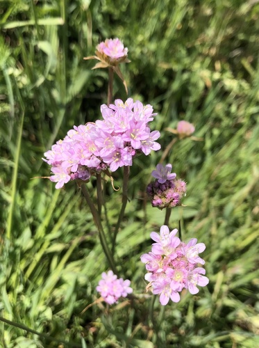Armeria arenaria, photograph 6