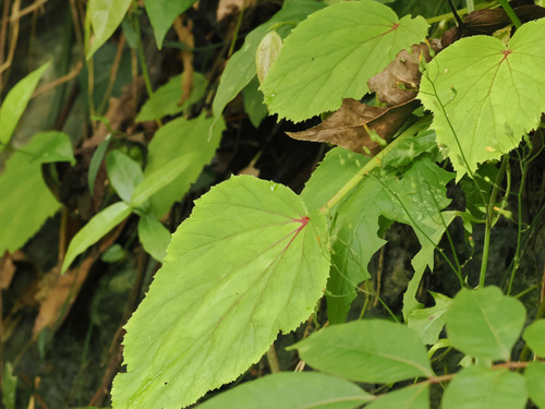 Foto de Begônia