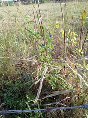 Clitoria ternatea
