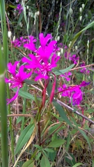 Clarkia concinna concinna
