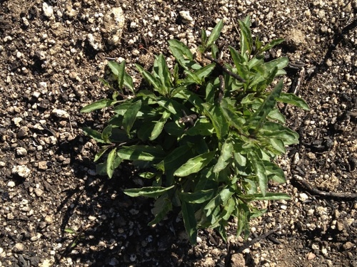 Mountain Pride Bluewitch foliage