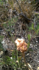 Fritillaria liliacea