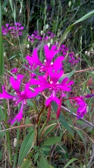 Clarkia concinna concinna