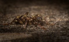 Stigmatium mastersii