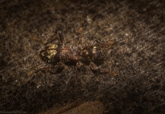 Stigmatium mastersii