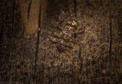 Stigmatium mastersii