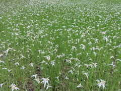 Rhynchospora colorata