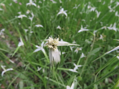 Rhynchospora colorata