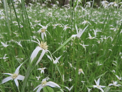 Rhynchospora colorata