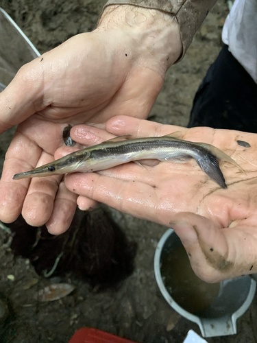 Slender shovelnose catfish (Sorubim elongatus) — Pimelodidae — 5