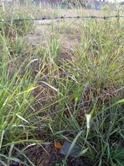 Poaceae