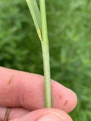 Carex aggregata