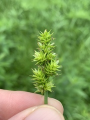Carex aggregata