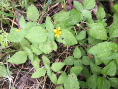 Calyptocarpus vialis
