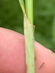 Carex aggregata