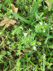 Sherardia arvensis