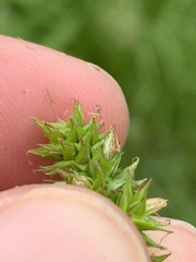 Carex aggregata